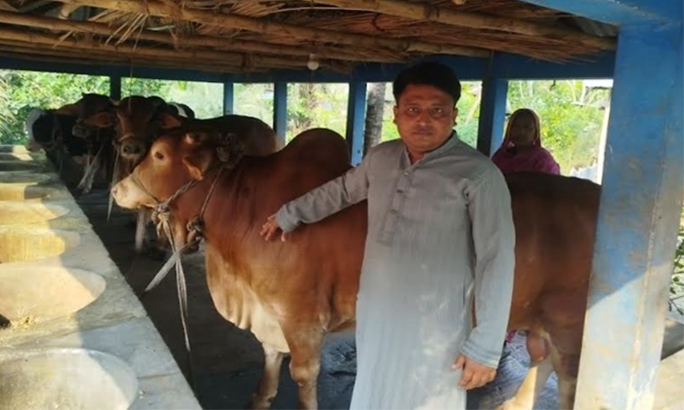 45,497 animals ready for sacrifice in Narail ahead of Eid 