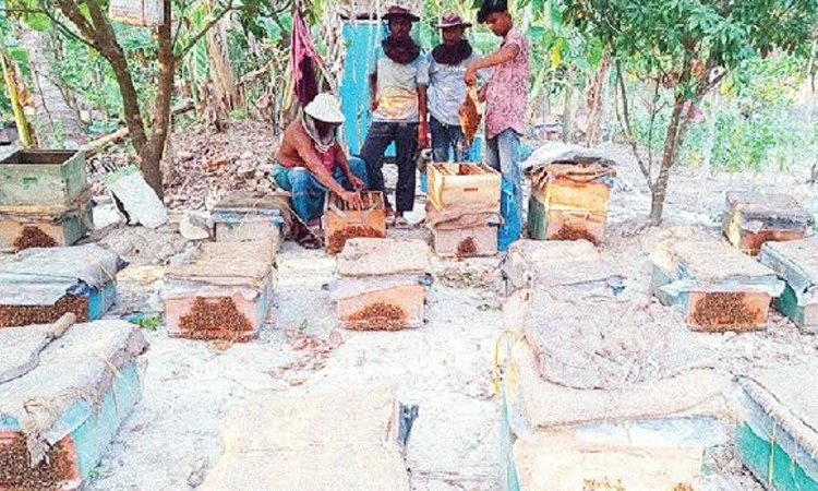 Huge potential for beekeeping along the Sundarbans in Koyra