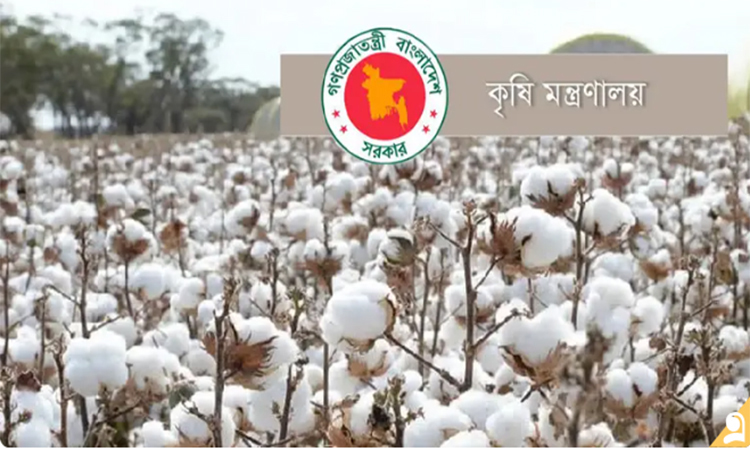 Govt earmarks Tk 20cr incentive to boost cotton production