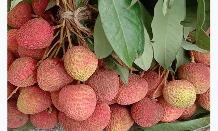 Growing potential for Rajshahi litchi; Tk 60cr trade target set