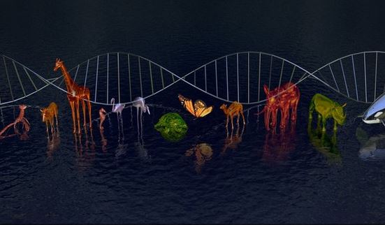 Gene pools vital to halt species loss in Bangladesh: experts