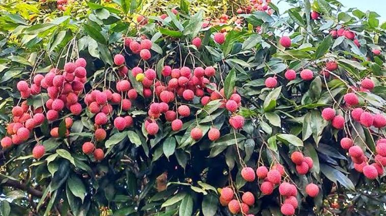 Juicy litchis arrive in Lalmonirhat markets as Jyeshtha begins