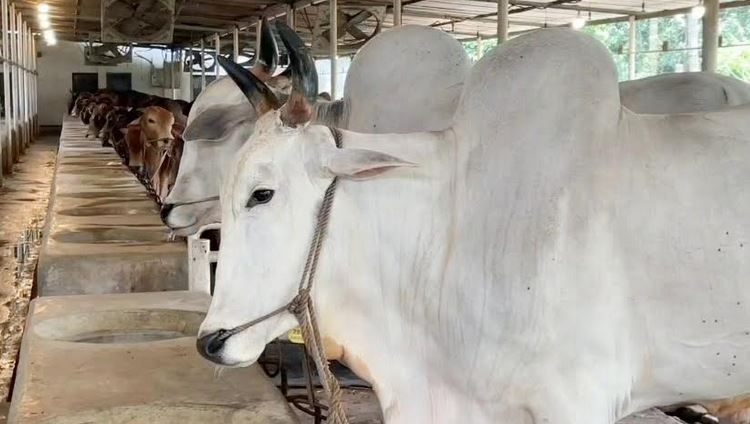 Cattle supply exceeds demand in Narayanganj Eid market