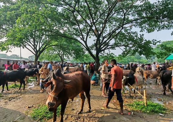 Madanpur cattle market bustles ahead of Eid-ul-Azha