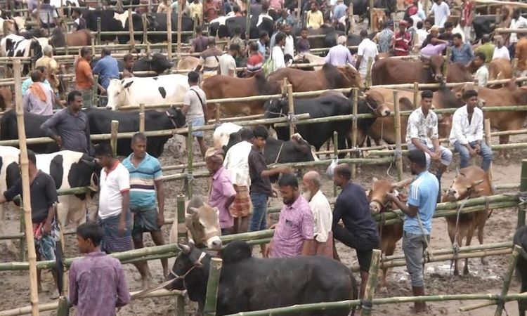 Eid cattle trading gains momentum at Khornia market
