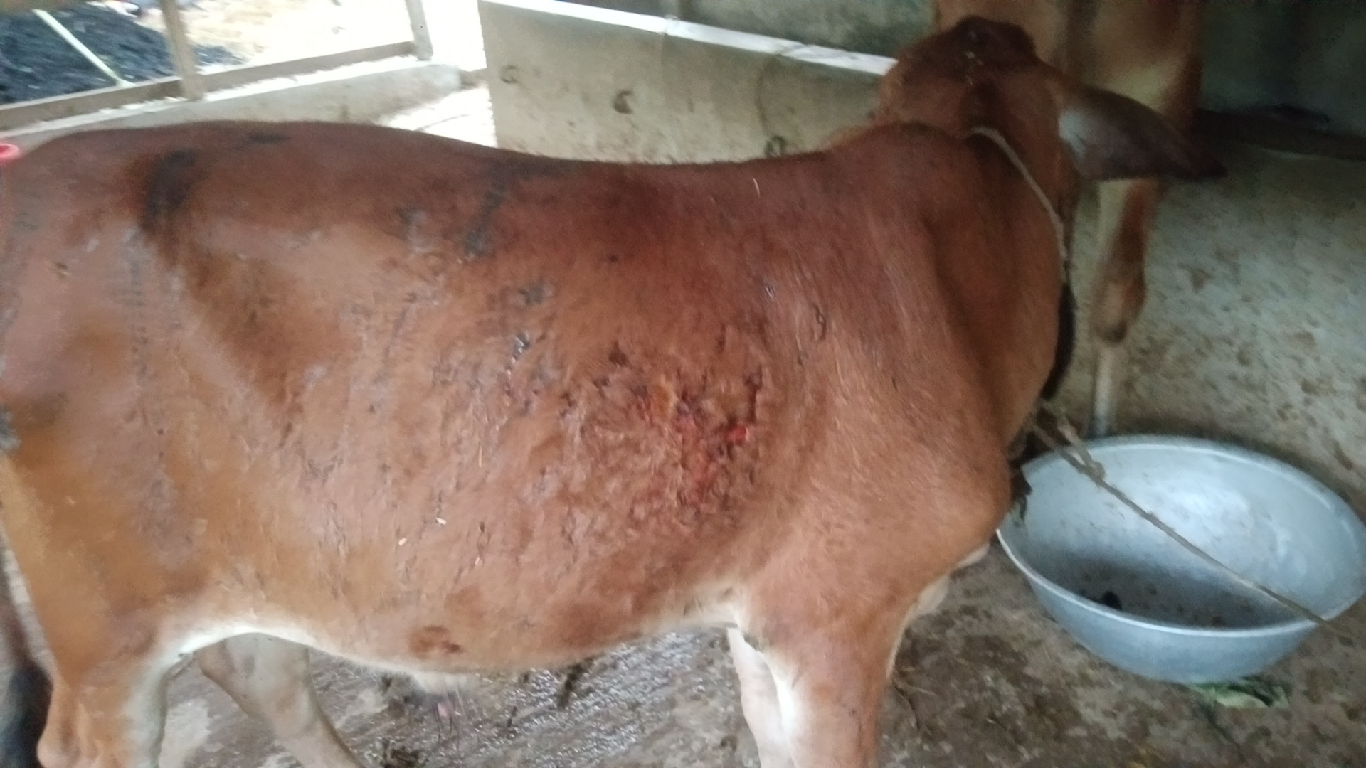 Four cows killed in Mollahat cowshed fire, damages estimated at Tk 10 lakh