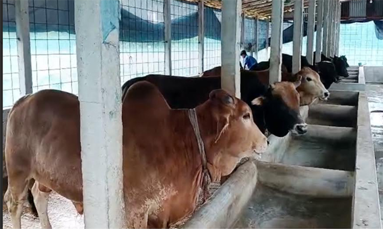 Training on slaughtering sacrificial animals, skin preservation held in Gobindaganj