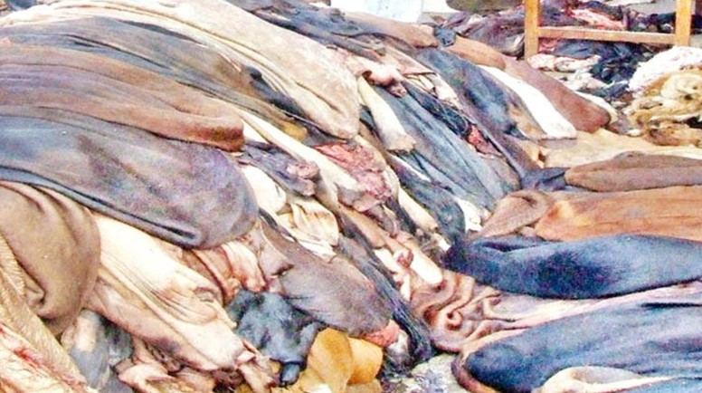 Govt fixes sacrificial hide prices, steps up measures to prevent smuggling