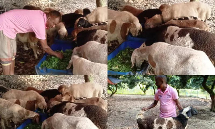 Two Dinajpur farmers prepare 34 dumba sheep for Eid