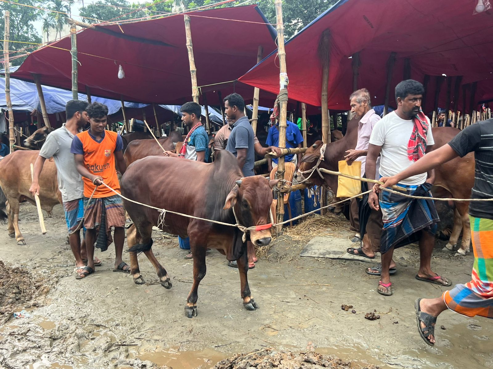 City's cattle markets abuzz with buyers, sellers