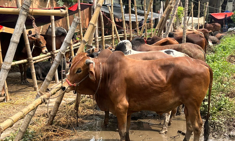 Ctg cattle markets gain momentum in a crime free atmosphere