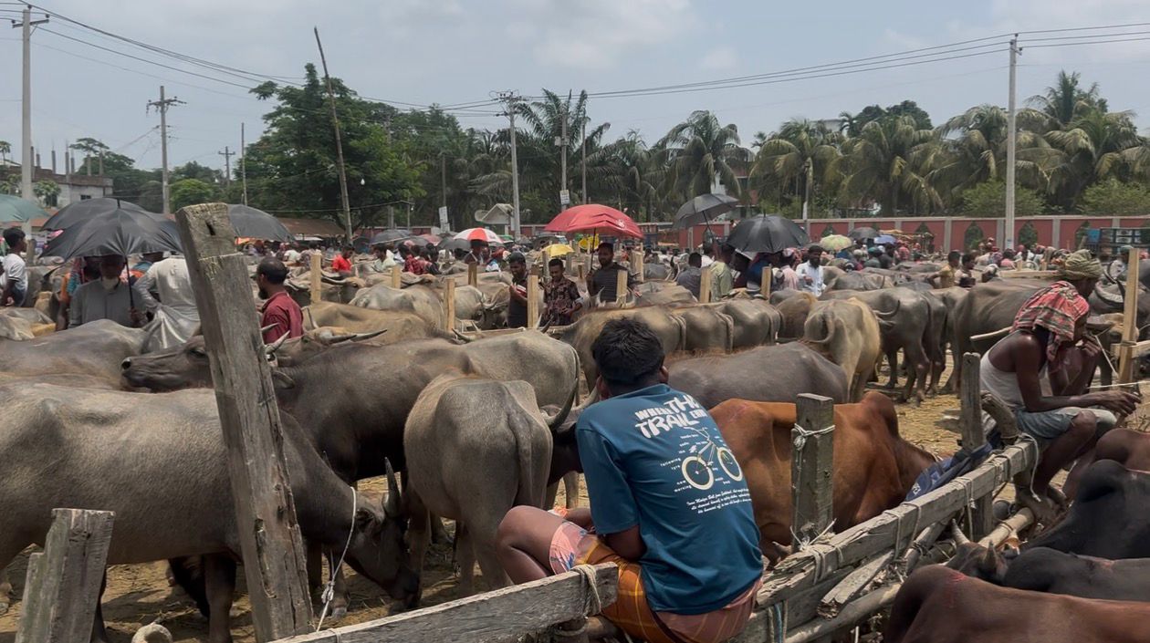 Sacrificial animal markets bustling in Patuakhali ahead of Eid