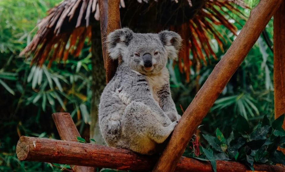 Even moderately hot days raise risk of koala deaths: study