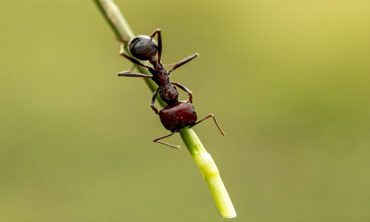 Kenya's new poaching problem: smuggling Giant Harvester Ants