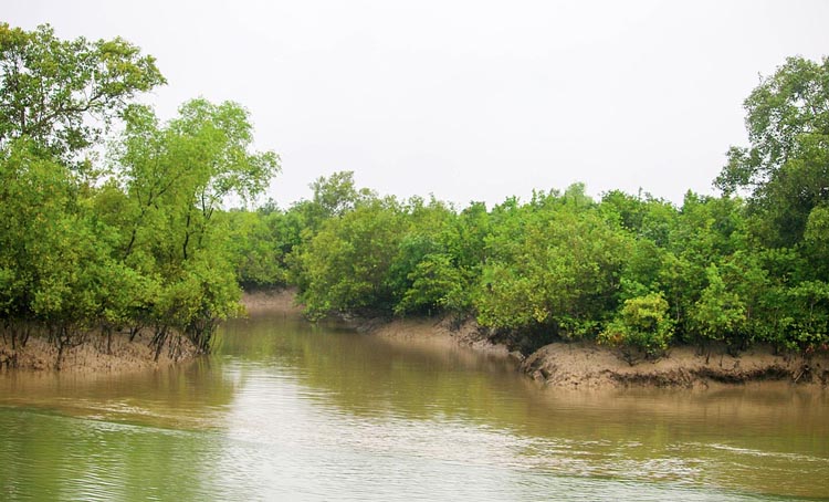 Govt imposes 3-month ban from June 1 on visitor’s entry into the Sundarbans 