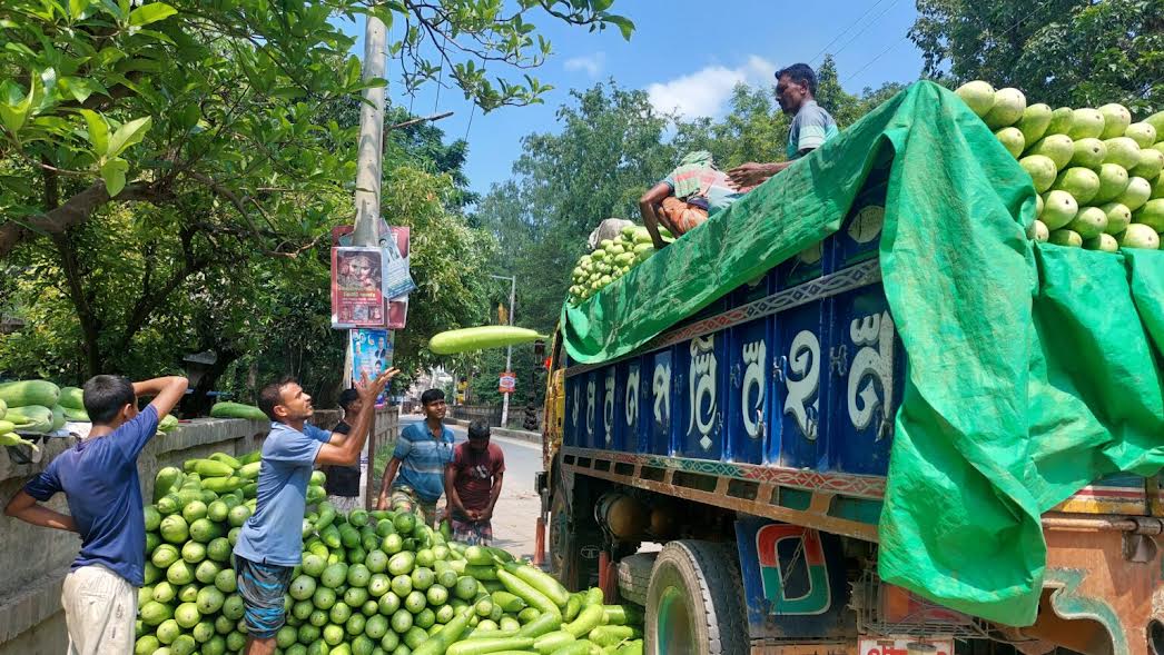 Rajshahi's bottle gourds go nationwide, price jumps 10 times after changing hands