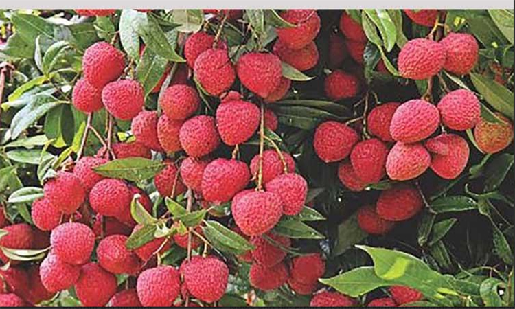 Dinajpur litchi markets buzz as harvest season begins  