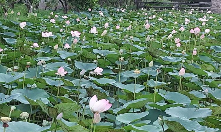 Lotus blossoms in lake at Natore Horticulture Center beguile visitors
