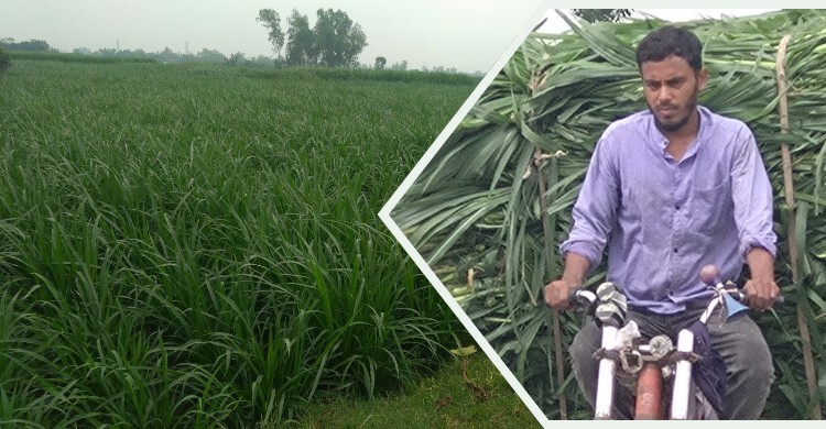 Commercial Napier grass cultivation boosts farmers' incomes in northern region