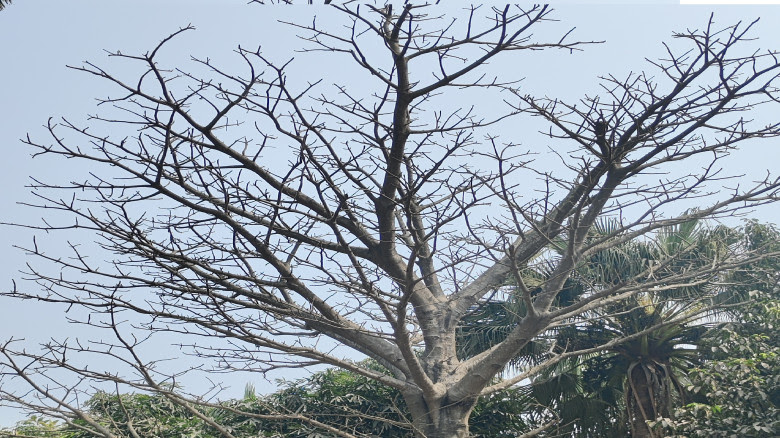 Rare Baobab tree enhances beauty and biodiversity at HSTU