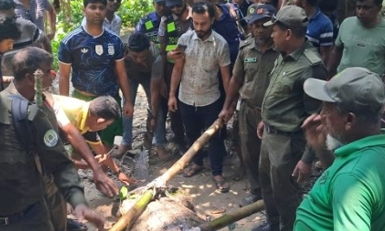 Bagerhat shrine crocodile moved to wildlife centre after fatal attack