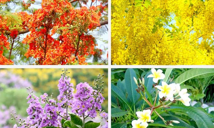 Rajshahi blooms into a summer paradise, offering relief to city dwellers
