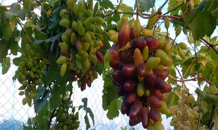 Dream of grape cultivation takes root with new hopes in country