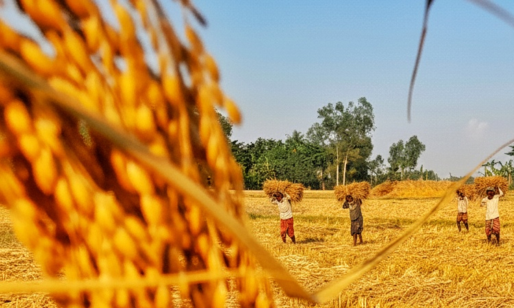 Success in paddy and rice procurement in Ctg after continuous failure