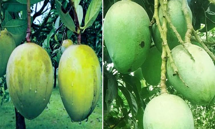 Rangpur farmers eye bumper harvest of Haribhanga mangoes
