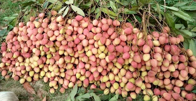 Rajshahi eyes Tk 56 Cr Litchi trade as Bombay variety floods markets