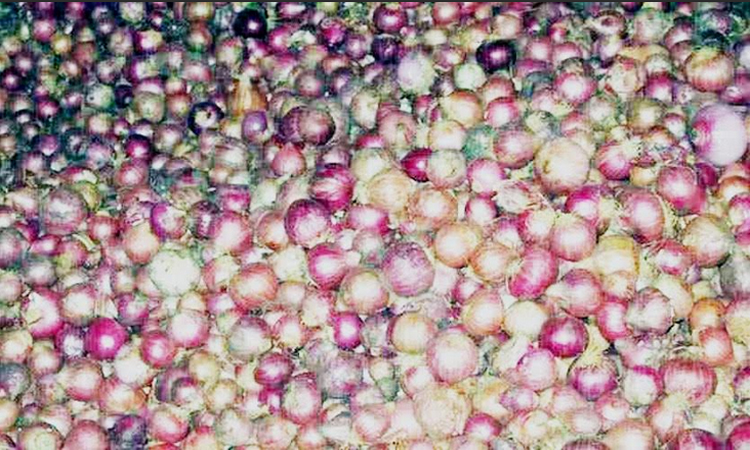 Rangpur farmers produce record 1,43,666 tones of onions