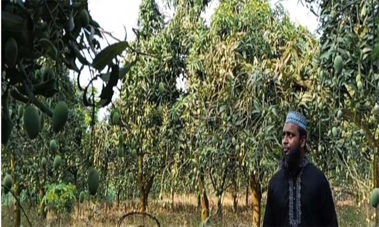 Young entrepreneur finds success in mango farming in Madaripur