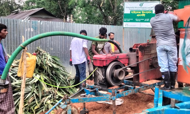 Entrepreneur turns pineapple waste into nutritious cattle feed in Tangail