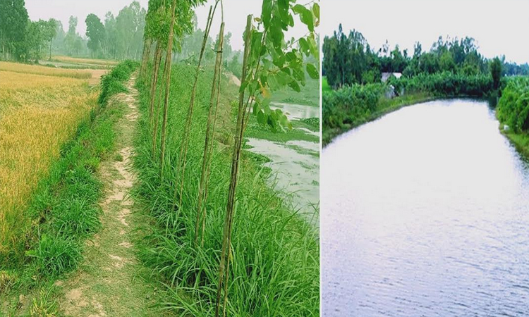 EIR project brings revolutionary change in Rangpur's agricultural sector