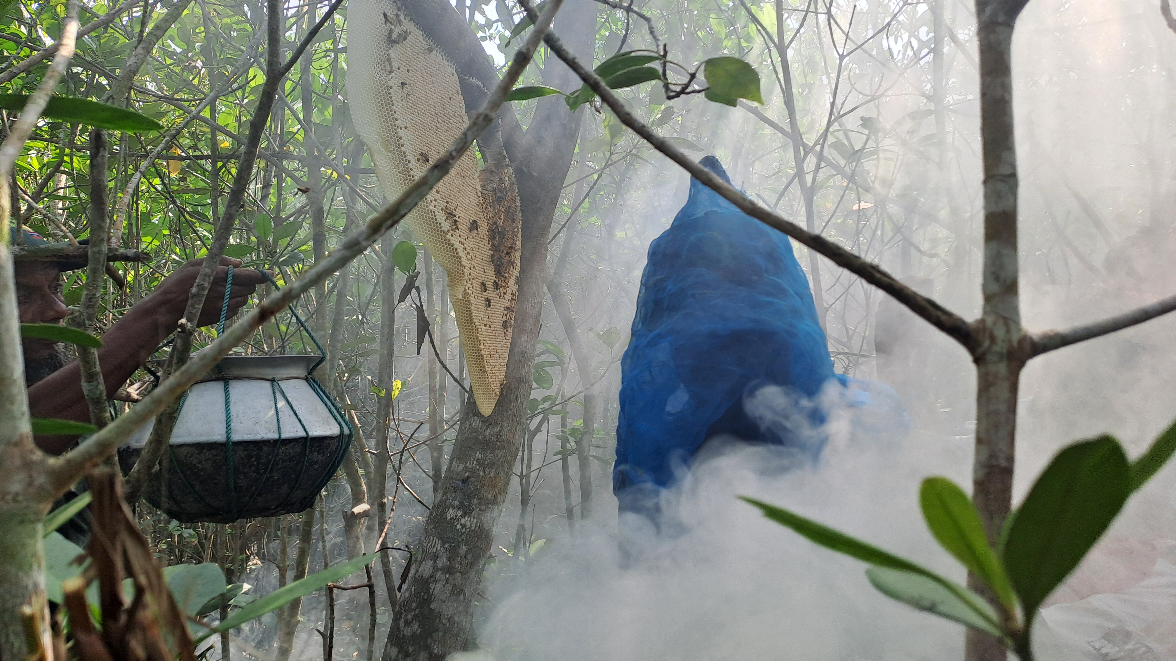 877 quintals honey, 263.10q wax collected from Sundarbans in Satkhira