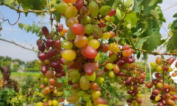 Truck driver turned agripreneur finds success in grape cultivation in  Satkhira