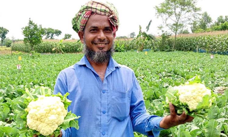 Dinajpur farmer achieves success in summer cauliflower cultivation
