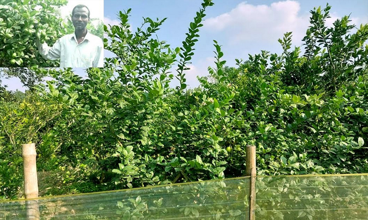 Lemon farming emerges as fortune changer for Rangpur farmers