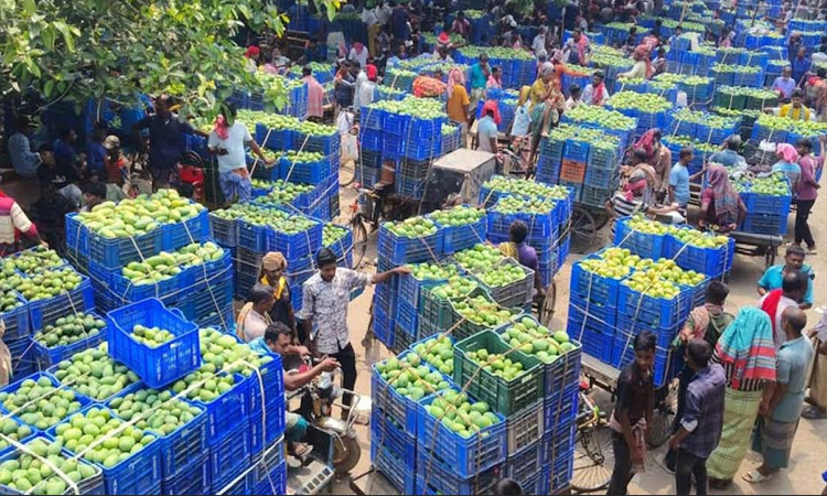 Mango trade boom turns northern region into seasonal economic hub