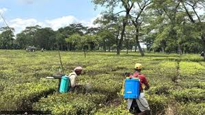 Nepal tea factories halt after India testing rules