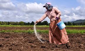 Global fertiliser trade down 30% this year amid Mideast war: UN