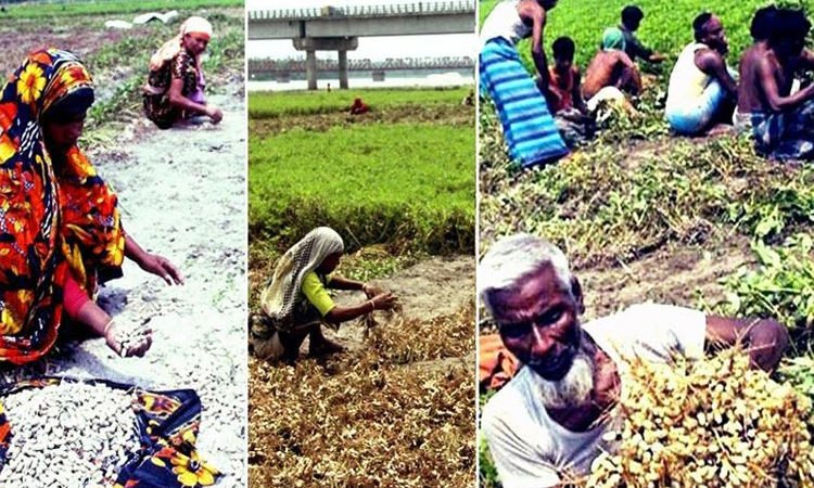 Rangpur farmers rejoice as groundnut prices hit record high amid bumper harvest