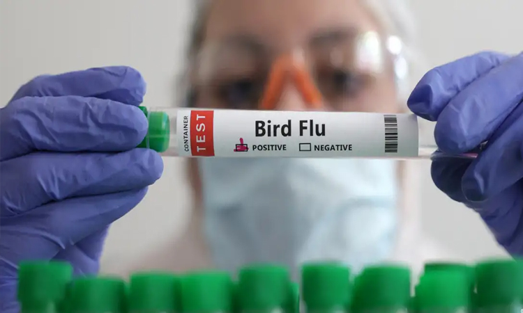 Australia detects first case of contagious H5 bird flu