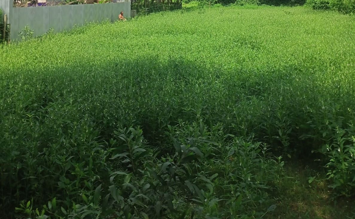 Manikganj targets 4,112 tonnes of sesame production this season
