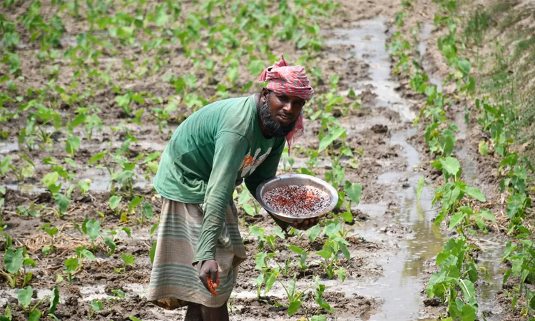 Smart agri initiative boosts salinity-resilient rice cultivation in Dumki