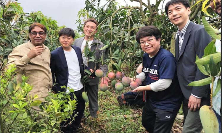 Naogaon mangoes to be exported to Japan