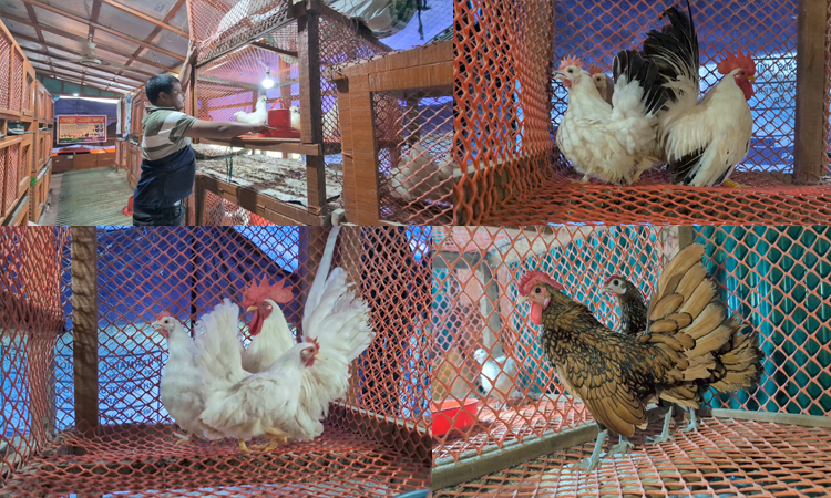 Exotic poultry venture brings success to Narsingdi teacher