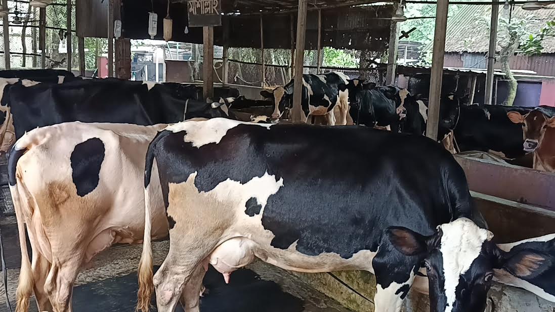 Dairy farming brings success to young entrepreneur in Gazipur