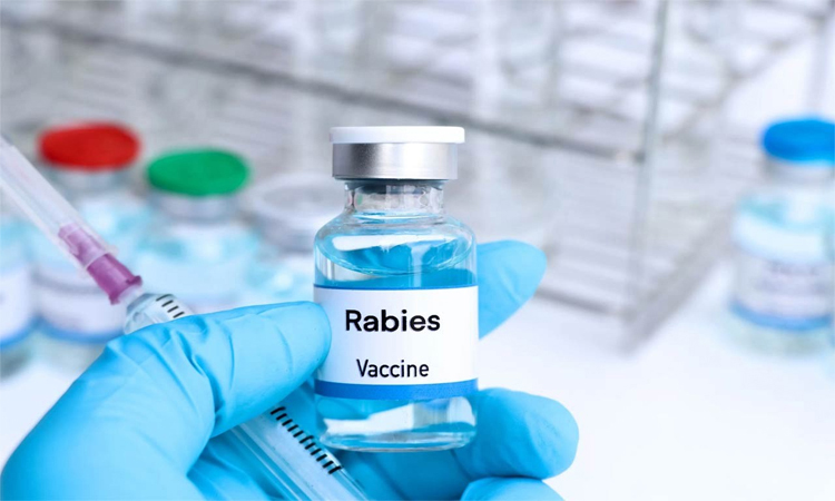 2m rabies vaccines to be imported for controlling the virus  