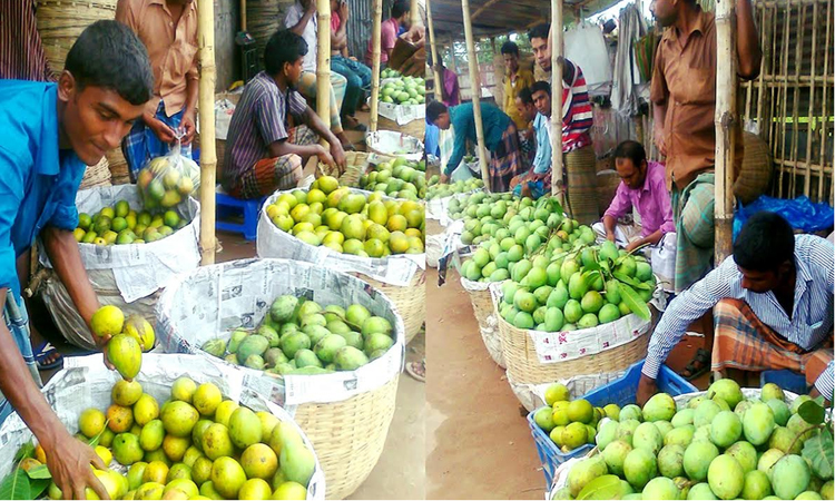 'Haribhanga mango’ business may fetch Tk 300 crore in Rangpur